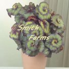 15 Seeds Seeds Begonia ‘Curly Fireflh’ Hoe Plant Garden Flowers Fresh For Garden