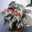 15 Seeds Seeds Begonia ‘Connie Boswell’ Hoe Plant Garden Flowers Fresh For Garden