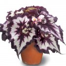 15 Seeds Seeds Begonia ‘China Curl Hoe Plant Garden Flowers Fresh For Garden