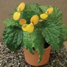 15 Seeds Seeds Begonia ‘Buttercup’ Hoe Plant Garden Flowers Fresh For Garden