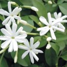 15 Seeds Seeds Azores Jasmine Hoe Plant Garden Flowers Fresh For Garden