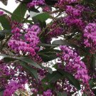 15 Seeds Seeds Atralian Sarsparilla Tree Hoe Plant Garden Flowers Fresh For Garden