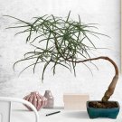 15 Seeds Seeds Atralian Bottle Tree Hoe Plant Garden Flowers Fresh For Garden