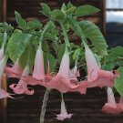 15 Seeds Seeds Angel’S Trumpet ‘Pink Perfume Hoe Plant Garden Flowers Fresh For Garden