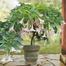 15 Seeds Seeds Angel’S Trumpet ‘Pink Pastel’ Hoe Plant Garden Flowers Fresh For Garden