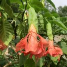 15 Seeds Seeds Angel’S Trumpet ‘Mitzy’S Kiss Hoe Plant Garden Flowers Fresh For Garden