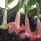 15 Seeds Seeds Angel’S Trumpet ‘Ecuador Pink Hoe Plant Garden Flowers Fresh For Garden
