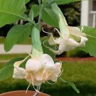 15 Seeds Seeds Angel’S Trumpet ‘Angel’S Apricot Sunris Hoe Plant Garden Flowers Fresh For Gard