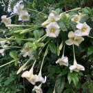 15 Seeds Seeds African Angel Trumpet Hoe Plant Garden Flowers Fresh For Garden