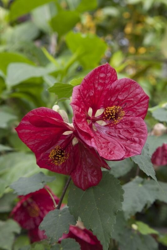 15 Seeds Seeds Abutilon &acirc;��Red Glory&acirc;�� Hoe Plant Garden Flowers Fresh For Garden