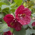 15 Seeds Seeds Abutilon ‘Red Glory’ Hoe Plant Garden Flowers Fresh For Garden