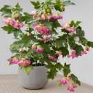 15 Seeds Seeds Abutilon ‘Pink Parasol’ Hoe Plant Garden Flowers Fresh For Garden
