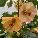 15 Seeds Seeds Abutilon ‘Blhing Moonlight Hoe Plant Garden Flowers Fresh For Garden