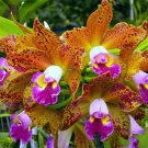 15 Seeds Seeds Blc Orchid Waianae Leopard Hoe Plant Garden Flowers Fresh For Garden