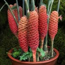 15 Seeds Seeds Beehive Ginger Zingiber Spectabile Hoe Plant Garden Flowers Fresh For Garden