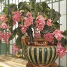 15 Seeds Seeds Showy Medinilla’ Hoe Plant Garden Flowers Fresh For Garden