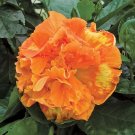 15 Seeds Seeds Hibisc ‘Flameball’ Hoe Plant Garden Flowers Fresh For Garden