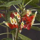 15 Seeds Seeds Impatiens ‘Hare’S Hybrid’ Hoe Plant Garden Flowers Fresh For Garden