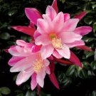 15 Seeds Seeds Orchid Cact ‘Pink’ Hoe Plant Garden Flowers Fresh For Garden