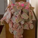 15 Seeds Seeds Flame Violet ‘Pink Smoke’ Hoe Plant Garden Flowers Fresh For Garden