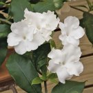 15 Seeds Seeds Lady Of The Night Hoe Plant Garden Flowers Fresh For Garden