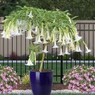 15 Seeds Seeds Angel’S Trumpet ‘Snowfall’ Hoe Plant Garden Flowers Fresh For Garden