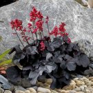 15 Seeds Seeds Heuchera ‘Black Forest Cake’ Hoe Plant Garden Flowers Fresh For Garden 15 Seeds Seeds Heuchera ‘Black Forest Cake’ Hoe Plant Garden Flowers Fresh For Garden