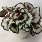 15 Seeds Seeds Begonia Rex Hybrid Hoe Plant Garden Flowers Fresh For Garden