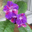 15 Seeds Seeds Cape Primrose ‘Kaleidoscope’ Hoe Plant Garden Flowers Fresh For Garden 15 Seeds Seeds Cape Primrose ‘Kaleidoscope’ Hoe Plant Garden Flowers Fresh For Garden