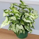 15 Seeds Seeds Syngonium ‘Three Kings Hoe Plant Garden Flowers Fresh For Garden