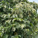 15 Seeds Seeds Variegated Nonfruit Tree Hoe Plant Garden Flowers Fresh For Garden
