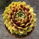 15 Seeds Seeds Hardy Hens & Chicks Colorockz Hoe Plant Garden Flowers Fresh For Garden 15 Seeds Seeds Hardy Hens & Chicks Colorockz Hoe Plant Garden Flowers Fresh For Garden