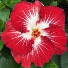 15 Seeds Seeds Hibisc Tahitian ‘Christmas Angel Hoe Plant Garden Flowers Fresh For Garden 15 Seeds Seeds Hibisc Tahitian ‘Christmas Angel Hoe Plant Garden Flowers Fresh For Garden