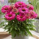 15 Seeds Seeds Sweet Fuchsia Hoe Plant Garden Flowers Fresh For Garden 15 Seeds Seeds Sweet Fuchsia Hoe Plant Garden Flowers Fresh For Garden