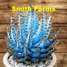 10 Seeds Seeds Blue Succulent Herbal Cact Garden Fresh For Garden 10 Seeds Seeds Blue Succulent Herbal Cact Garden Fresh For Garden