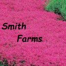 100 Seeds Seeds Red Creeping Thyme Groundcover Flowers New Crop Garden Planting Fresh For Garden