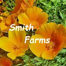 100 Seeds Seeds Orange California Poppy Giant Flowers Garden Plant Fresh For Garden 100 Seeds Seeds Orange California Poppy Giant Flowers Garden Plant Fresh For Garden