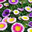 25 Seeds Seeds Pink Purple Aster Flowers New Crop Garden Planting Fresh For Garden