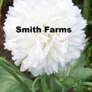 100 Seeds Seeds White Peony Poppy Flowers New Crop Garden Planting Fresh For Garden 100 Seeds Seeds White Peony Poppy Flowers New Crop Garden Planting Fresh For Garden