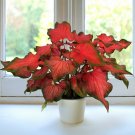 15 Seeds Seeds Kaladium™ Fairytale Princess Hoe Plant Garden Flowers Fresh For Garden