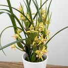 15 Seeds Seeds Yellow Coconut Orchid ‘Yamada Hoe Plant Garden Flowers Fresh For Garden