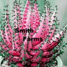 10 Seeds Seeds Pink Dwarf Succulent Herbal Cact Garden Fresh For Garden