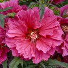 15 Seeds Seeds Hardy Hibisc ‘Watermelon Ruffles Hoe Plant Garden Flowers Fresh For Garden