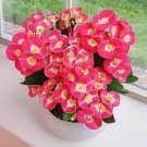 15 Seeds Seeds Crown Of Thorns ‘Dwarf Pixie Party Hoe Plant Garden Flowers Fresh For Garden