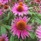 15 Seeds Seeds Echinacea ‘Pica Bella’ Hoe Plant Garden Flowers Fresh For Garden