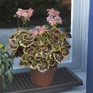 15 Seeds Seeds Geranium ‘Mrs Cox’ Hoe Plant Garden Flowers Fresh For Garden