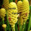25 Seeds Seeds Yellow Beehive Ginger Flowers Beautiful & Garden Fresh For Garden