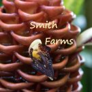 25 Seeds Seeds Brown Beehive Ginger Flowers Beautiful & Garden Fresh For Garden