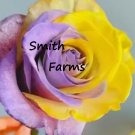 25 Seeds Seeds Green Tip Rose Flowers Bh Shrub Landscaping Planting Garden Fresh For Garden 25 Seeds Seeds Green Tip Rose Flowers Bh Shrub Landscaping Planting Garden Fresh For Garden