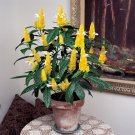 15 Seeds Seeds Lollipop Flower Hoe Plant Garden Flowers Fresh For Garden